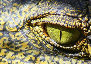 Alligator in the wild. Fotos av dyrearter brukt til belter.