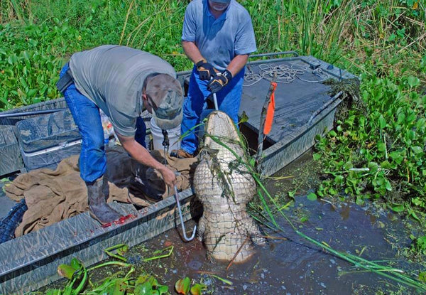 Alligator fanget sumpen utenfor New Orleans