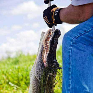 Wild Alligator hunting New Orleans