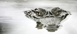 Alligator eller krokodille? Kampen om  skinnkvalitetsbelter i verdensklasse. .