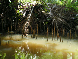 Korte fakta om dyreartene - Bredal Wild - The luxury leather shop.