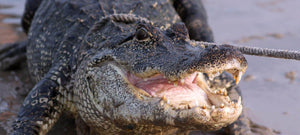 Alligators, krokodiller og caimaner - unike skinntyper