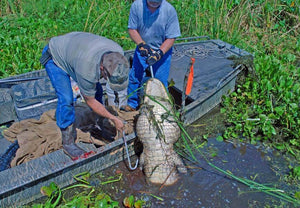Wild Alligator Hunting - Louisiana - Bredal Wild - The luxury leather shop.