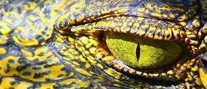 Alligator New Orleans