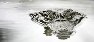 Crocodile from Indonesia