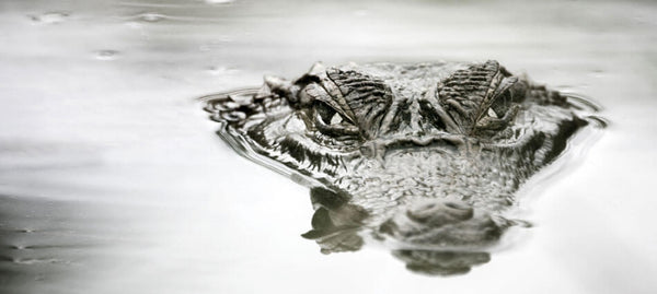 Wild Alligator hunting