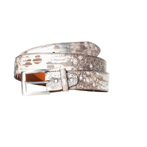 Teju Lizard - liten øgle fra Bolivia og Argentina, Luxury belts, man Black & white